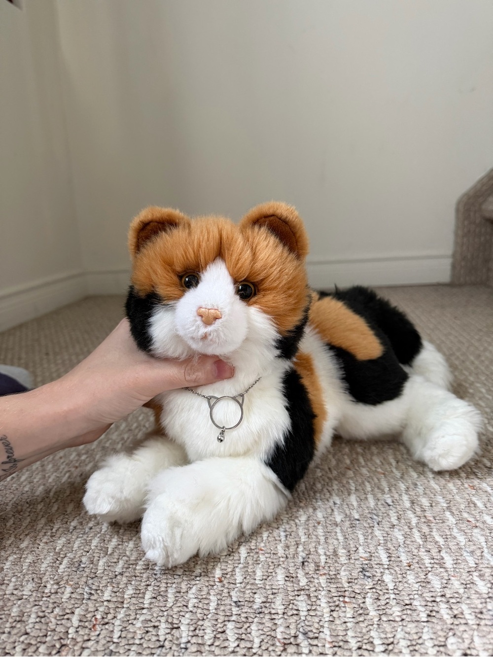 Douglas plush Allspice cat